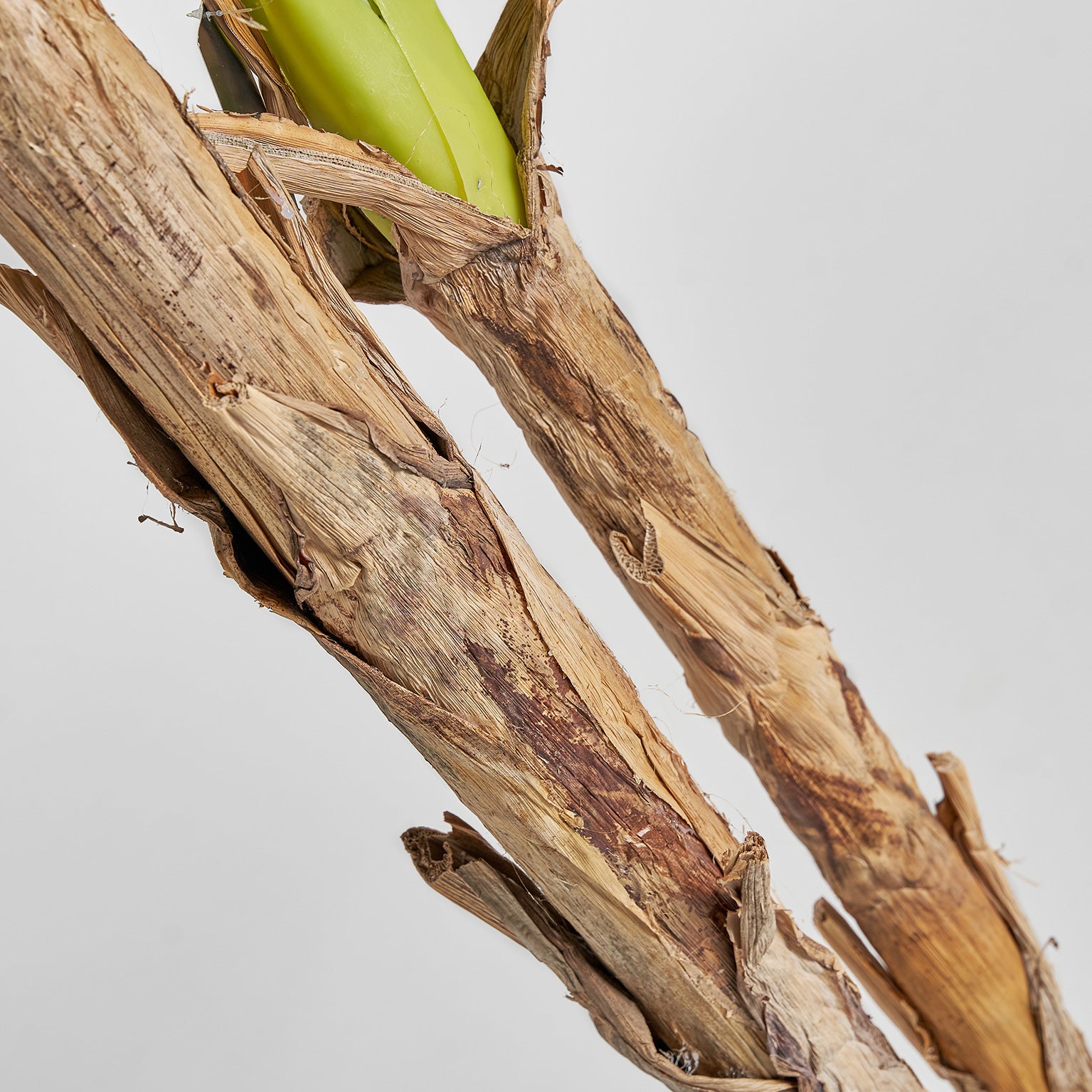 BANANERO PLANT